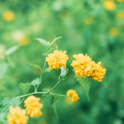 英灵召唤师手游安智版下载